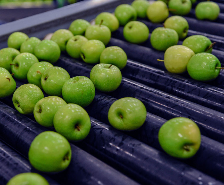 Apples on manufacturing production line